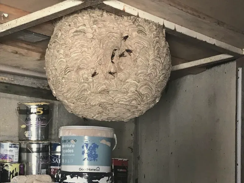 Destruction d'un nid de frelons sous le toit d'un abri de jardin dans l'Oise