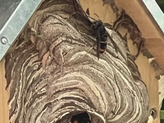 Nid de frelons asiatiques dans un nichoir de jardin près de Beauvais (Oise), avant destruction