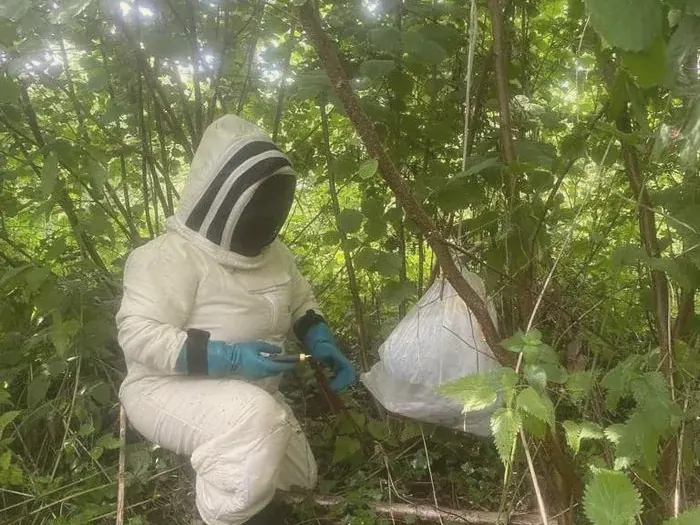Récupération d'un nid de guêpes après traitement, dans un jardin de l'Oise